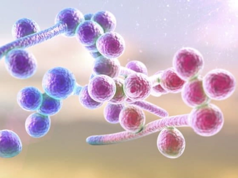 Candida Mantarı Tedavisi